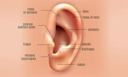 گوش و ساختار گوش