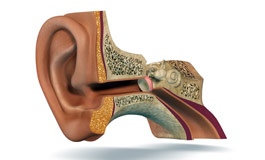 گوش داخلی فراتر از تعادل بدن